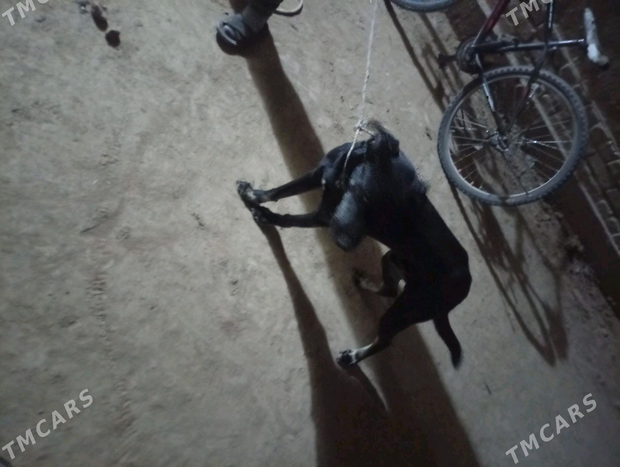 Tazy - Акдепе - img 1