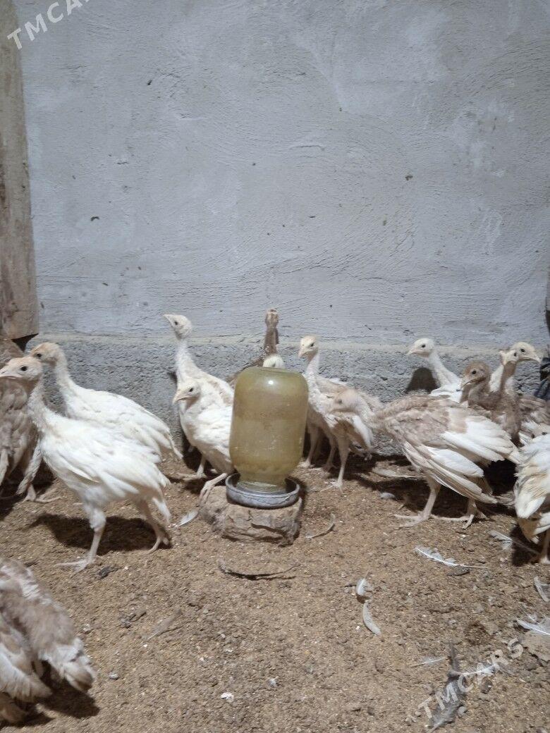 Induk jüyje - Херрикгала - img 4