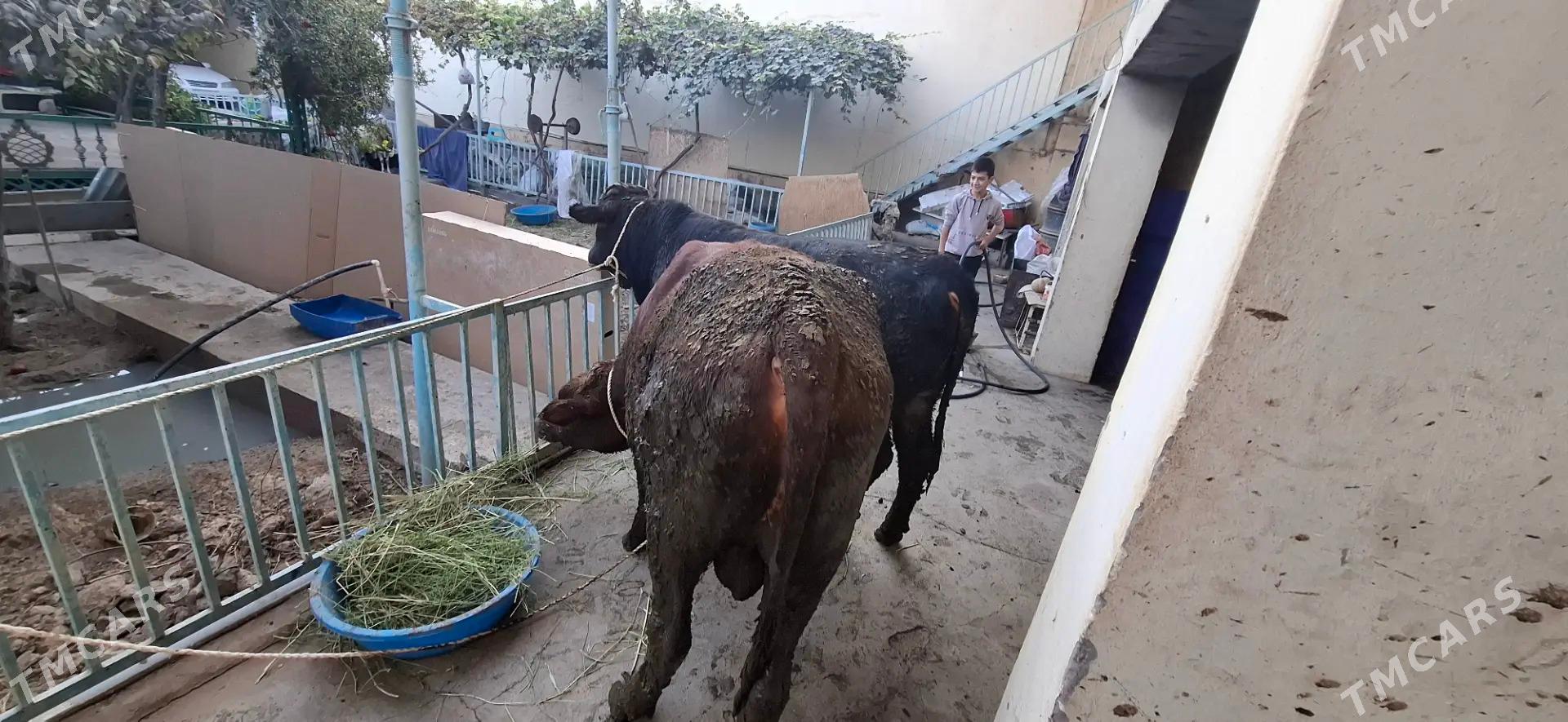 Öküz - Aşgabat - img 5