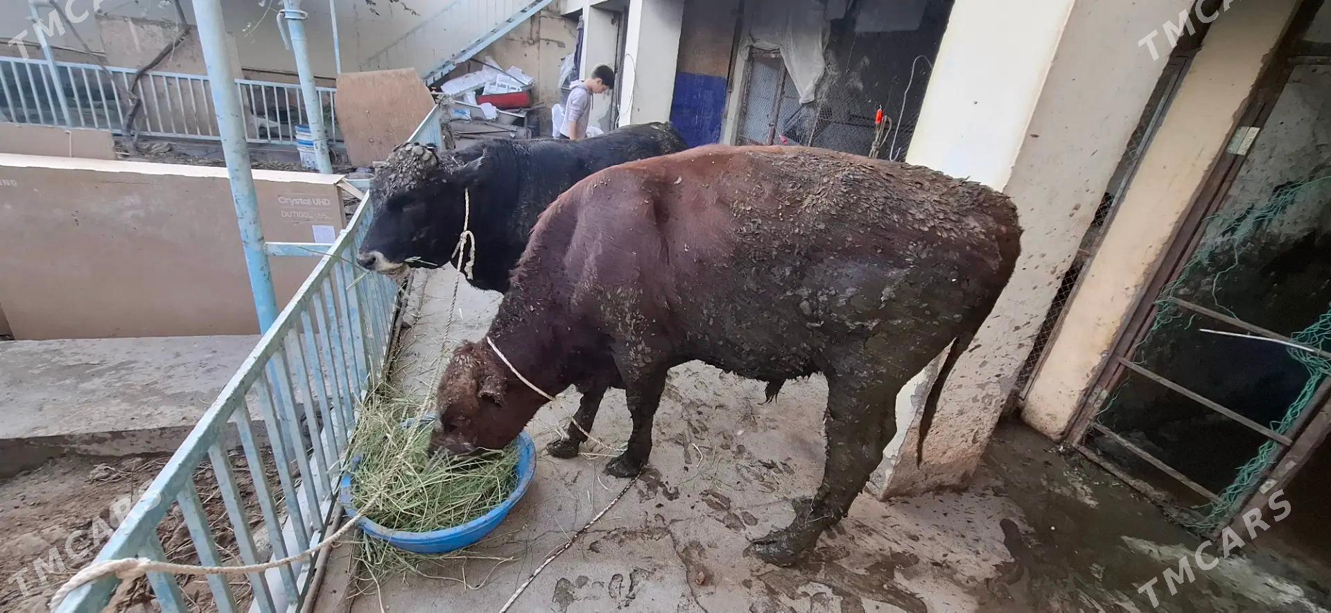 Öküz - Aşgabat - img 4