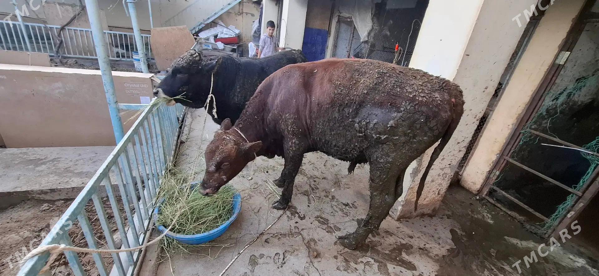 Öküz - Aşgabat - img 3