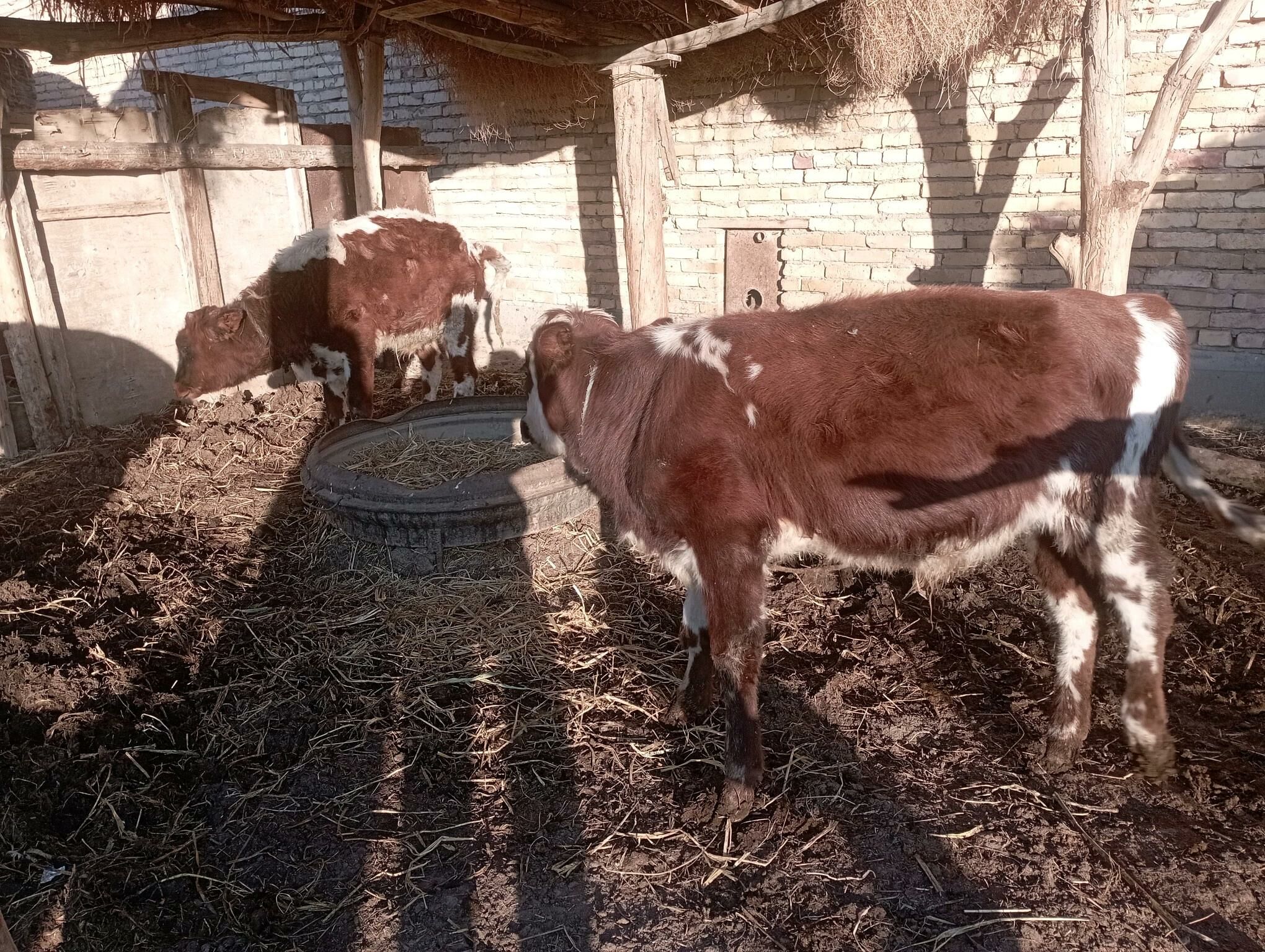 Öküzçe 2 sani yer boynuzunda - Dänew - img 2