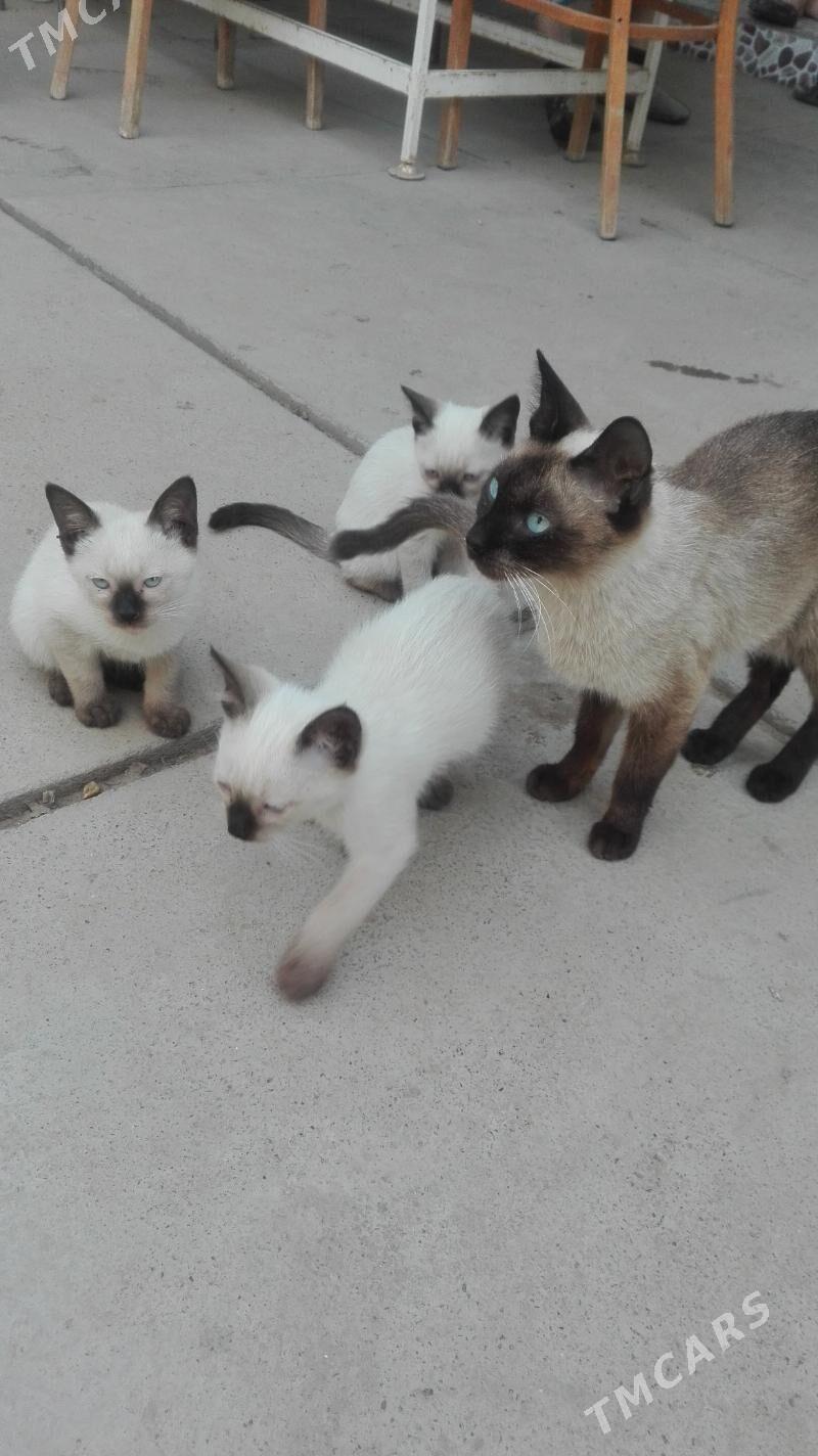 Сиамский кот - Ýolöten - img 3