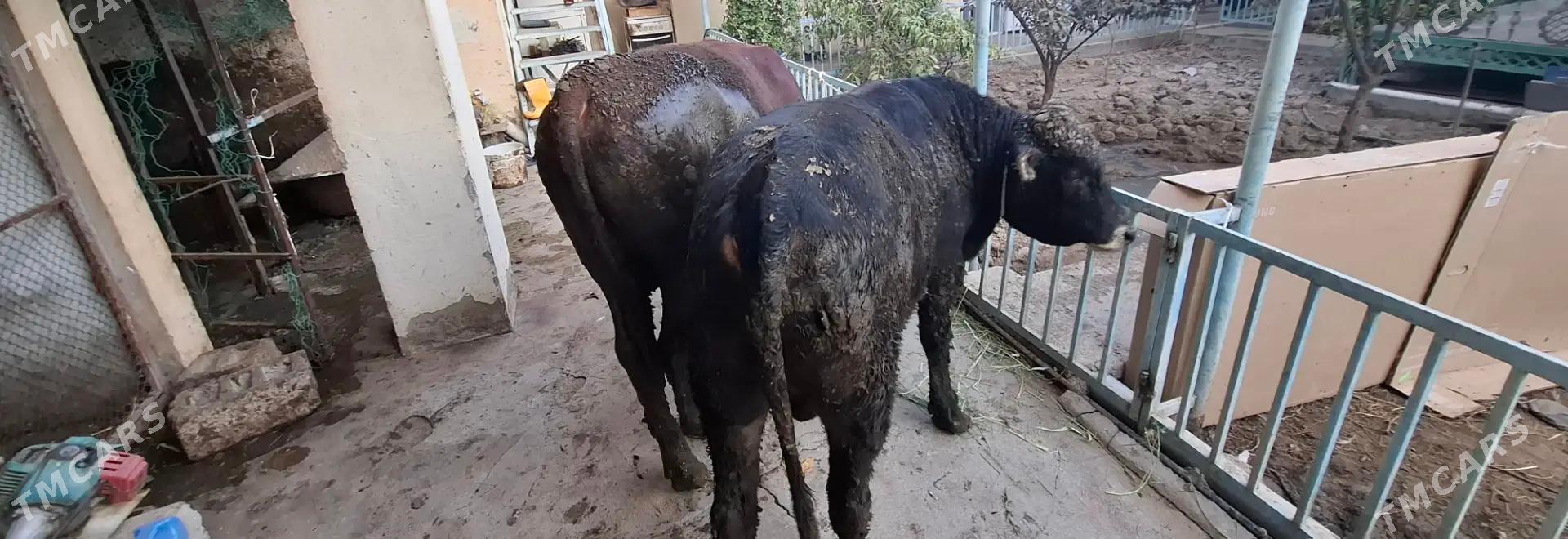 Öküz - Aşgabat - img 2