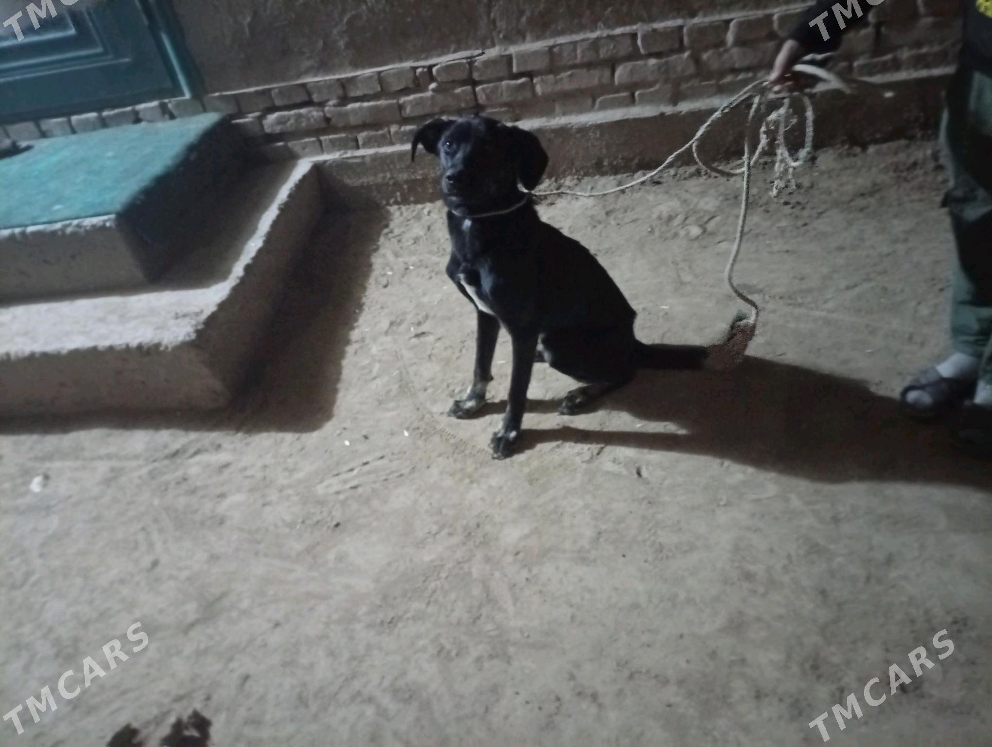 Tazy - Akdepe - img 3