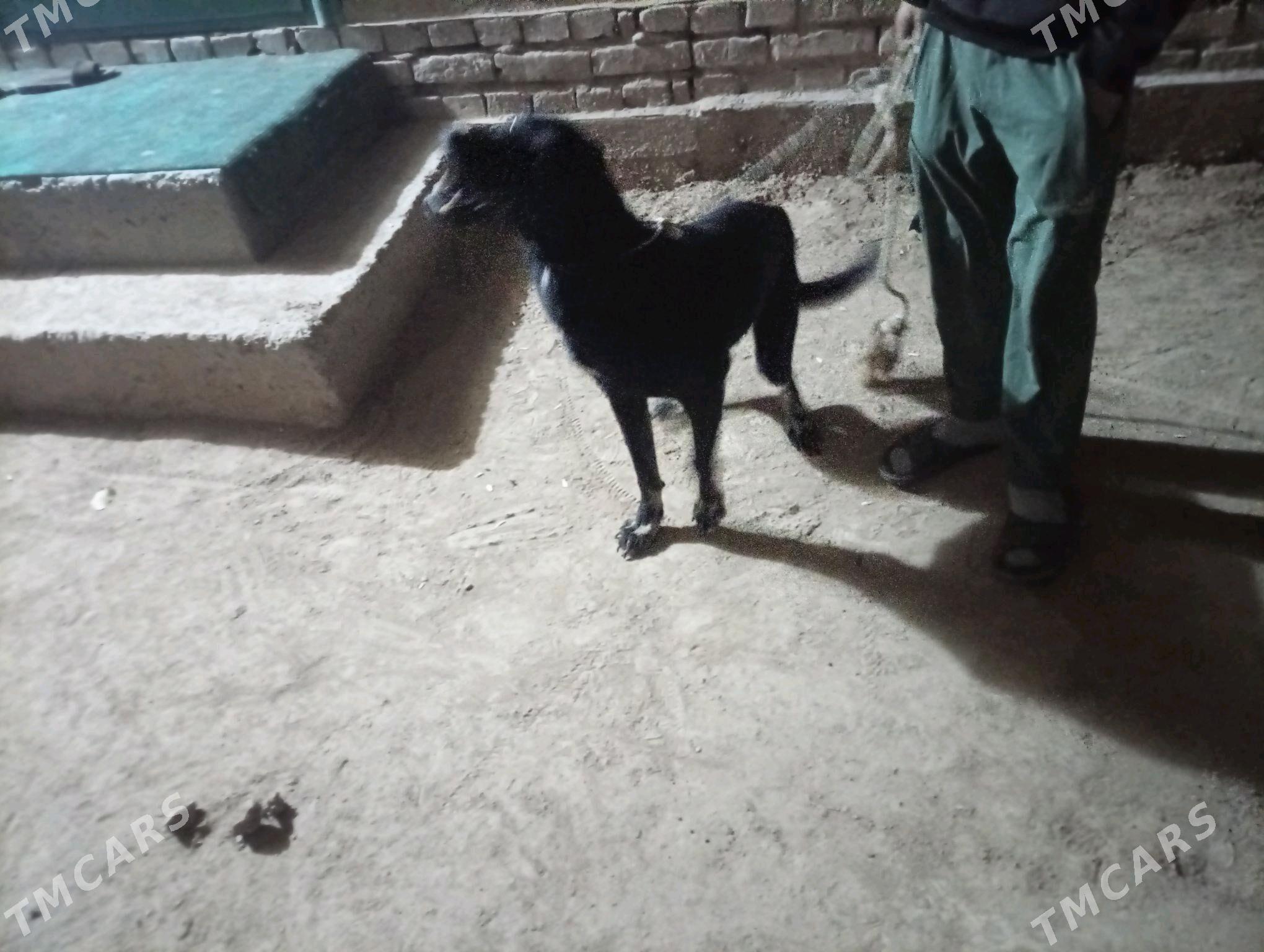 Tazy - Akdepe - img 4