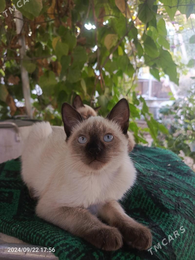 Сиамский кот - Ýolöten - img 2