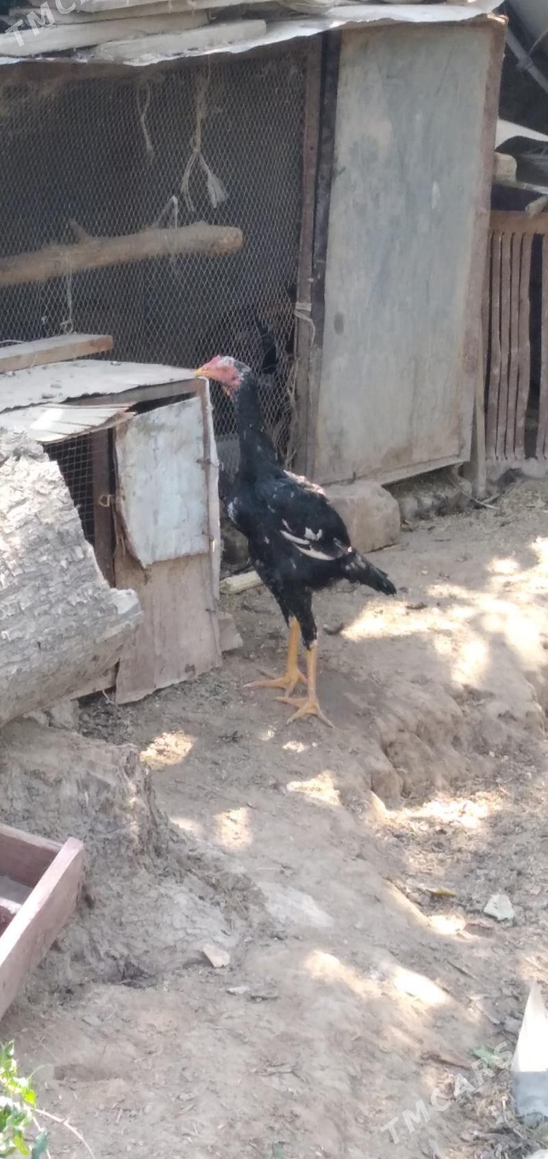 bayes - Halaç - img 3