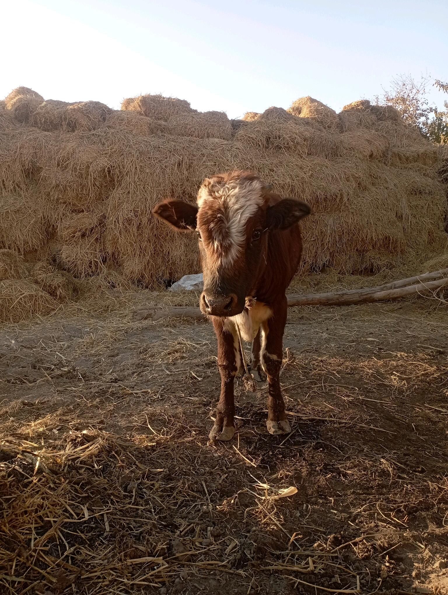 Öküzçe 2 sani yer boynuzunda - Dänew - img 3