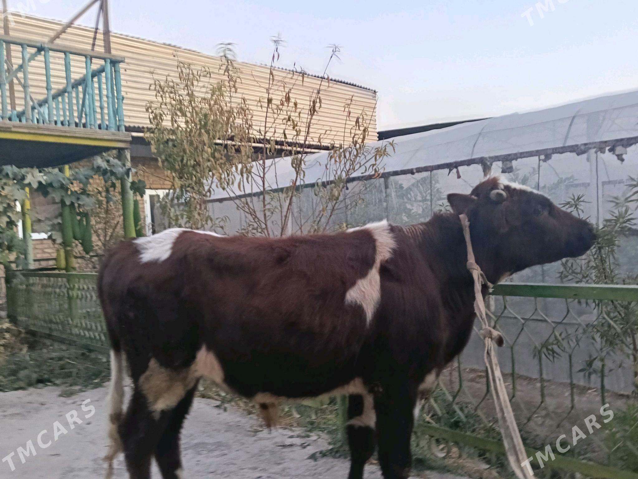 öküz - Türkmenabat - img 2