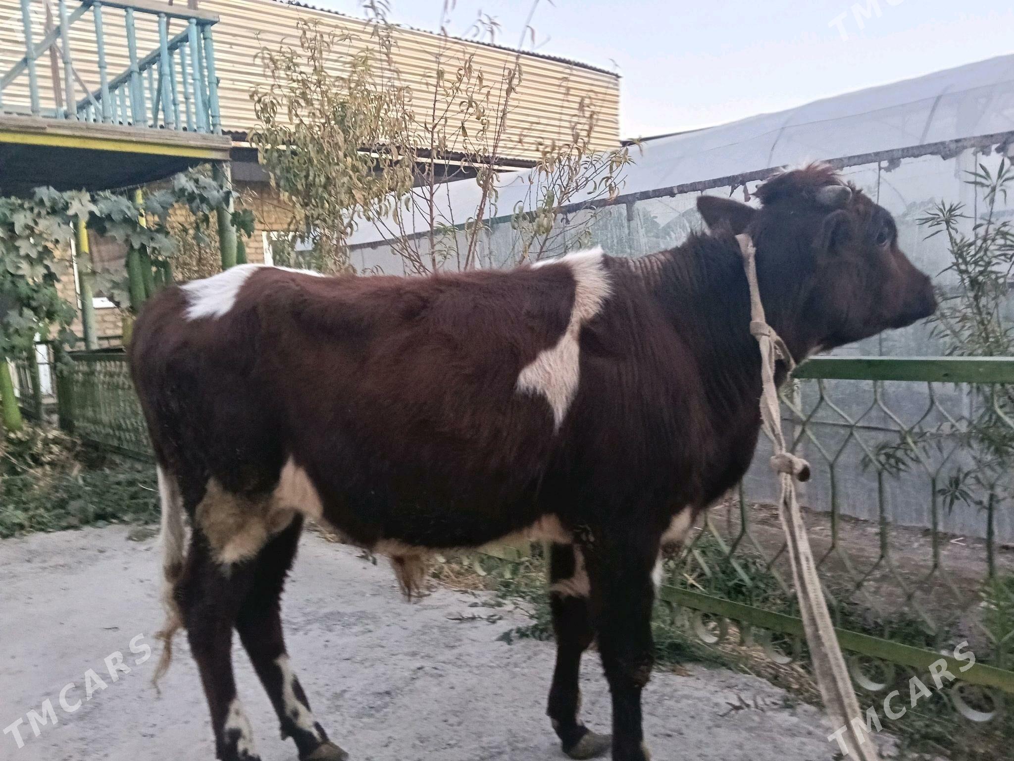 öküz - Туркменабат - img 1