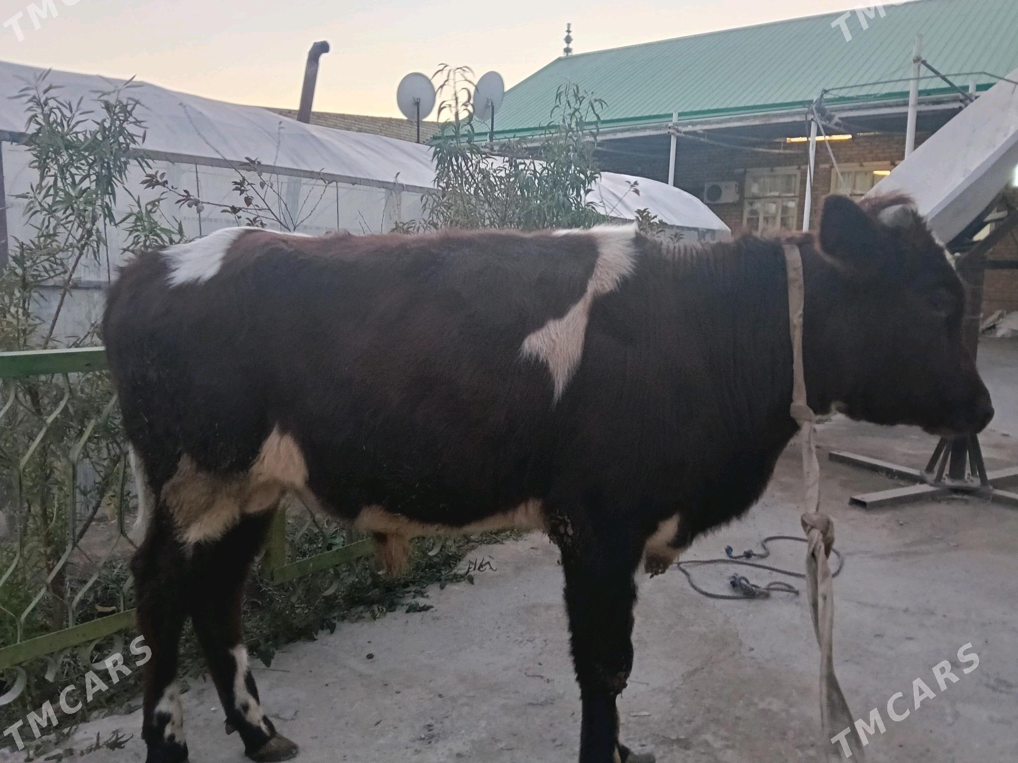 öküz - Türkmenabat - img 5