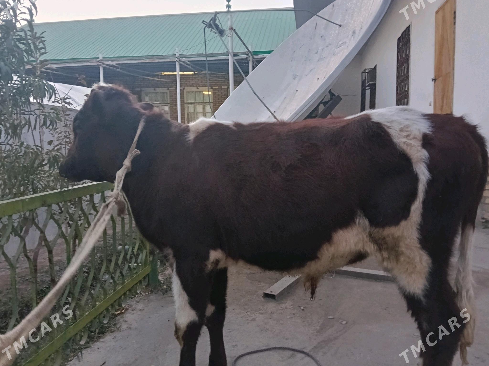 öküz - Türkmenabat - img 3