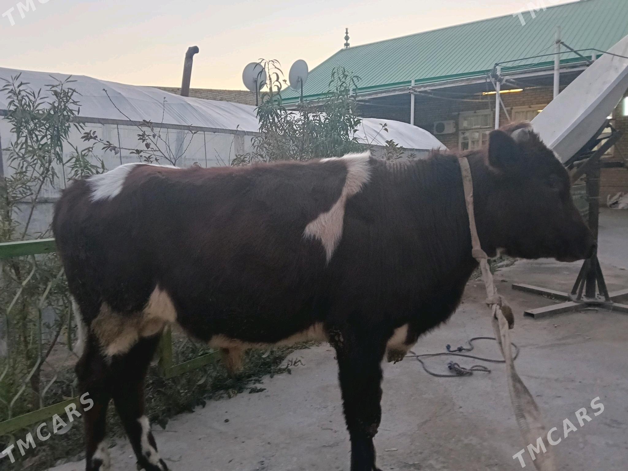 öküz - Türkmenabat - img 6