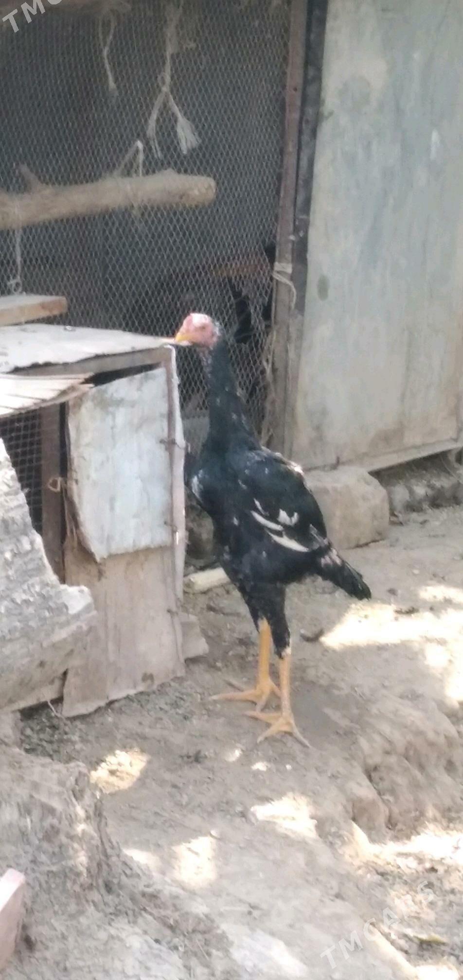 bayes - Halaç - img 2