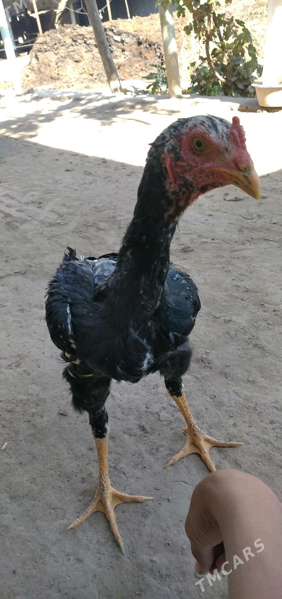 bayes - Halaç - img 1