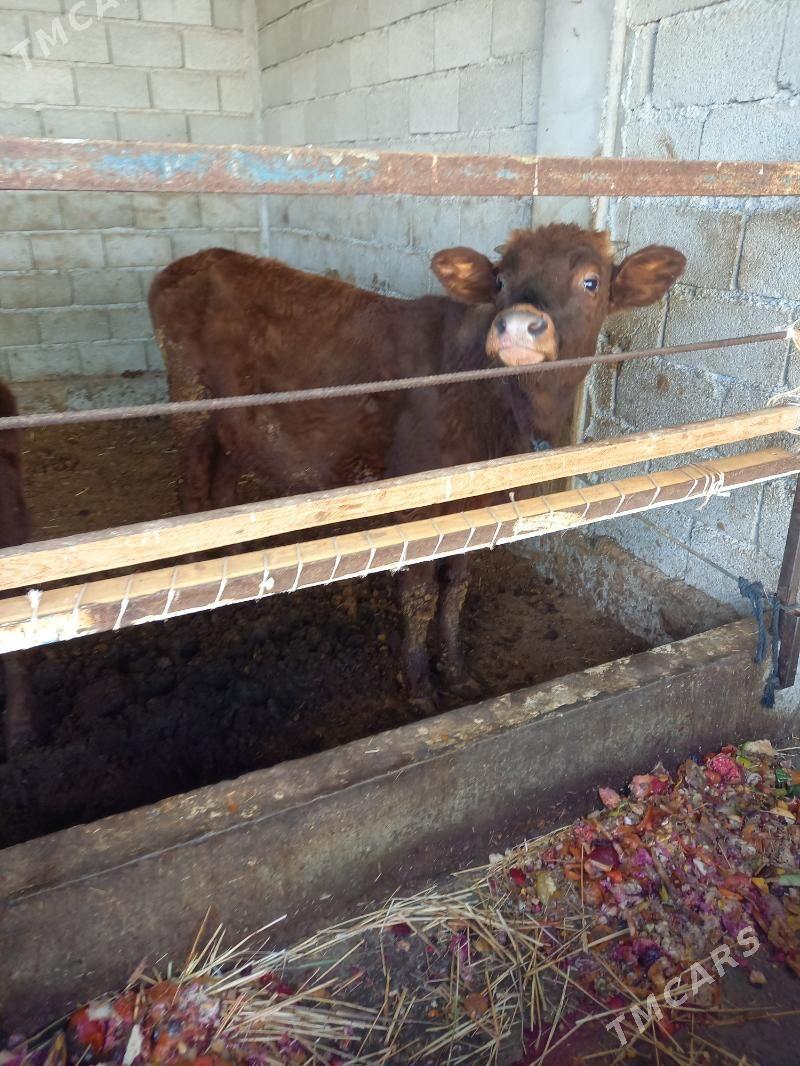 okuz - Gökdepe - img 4