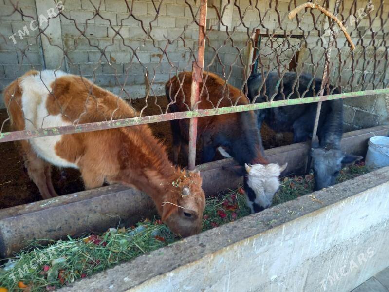 okuz - Gökdepe - img 2