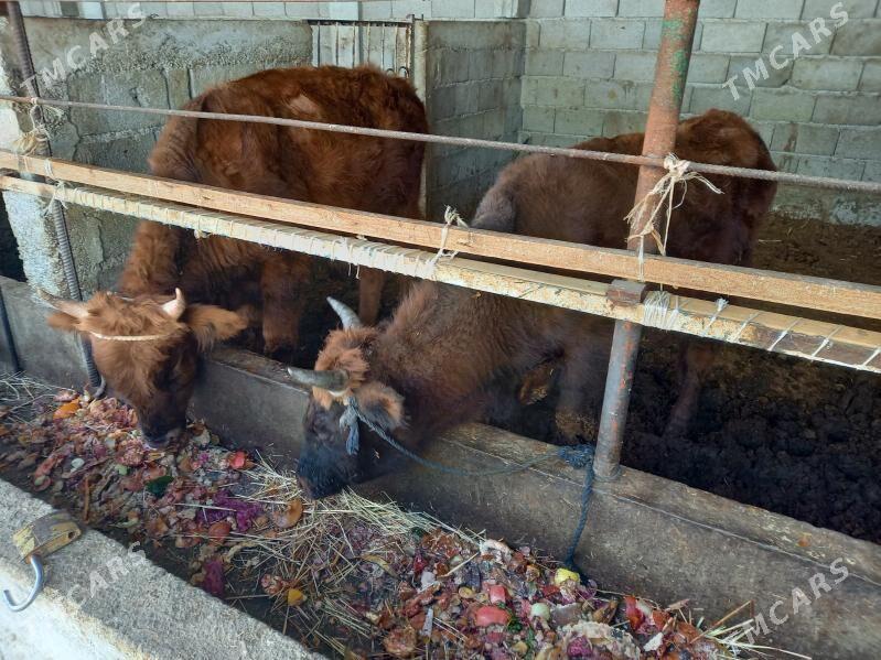 okuz - Gökdepe - img 3