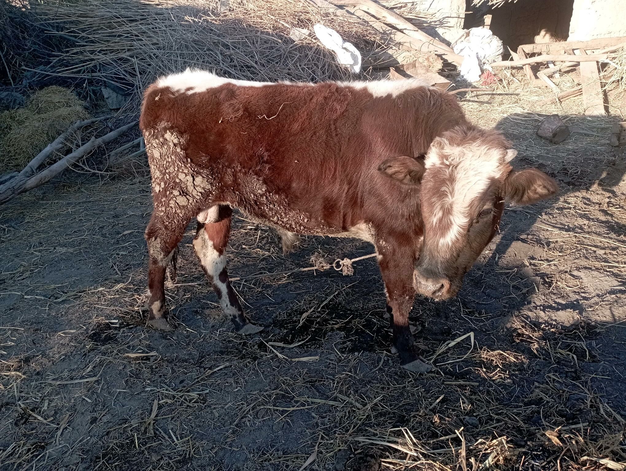 Öküzçe 2 sani yer boynuzunda - Dänew - img 1