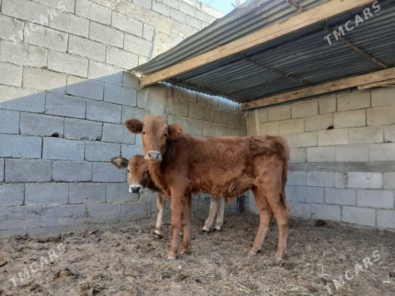 ökùz tùwe - Ашхабад - img 3