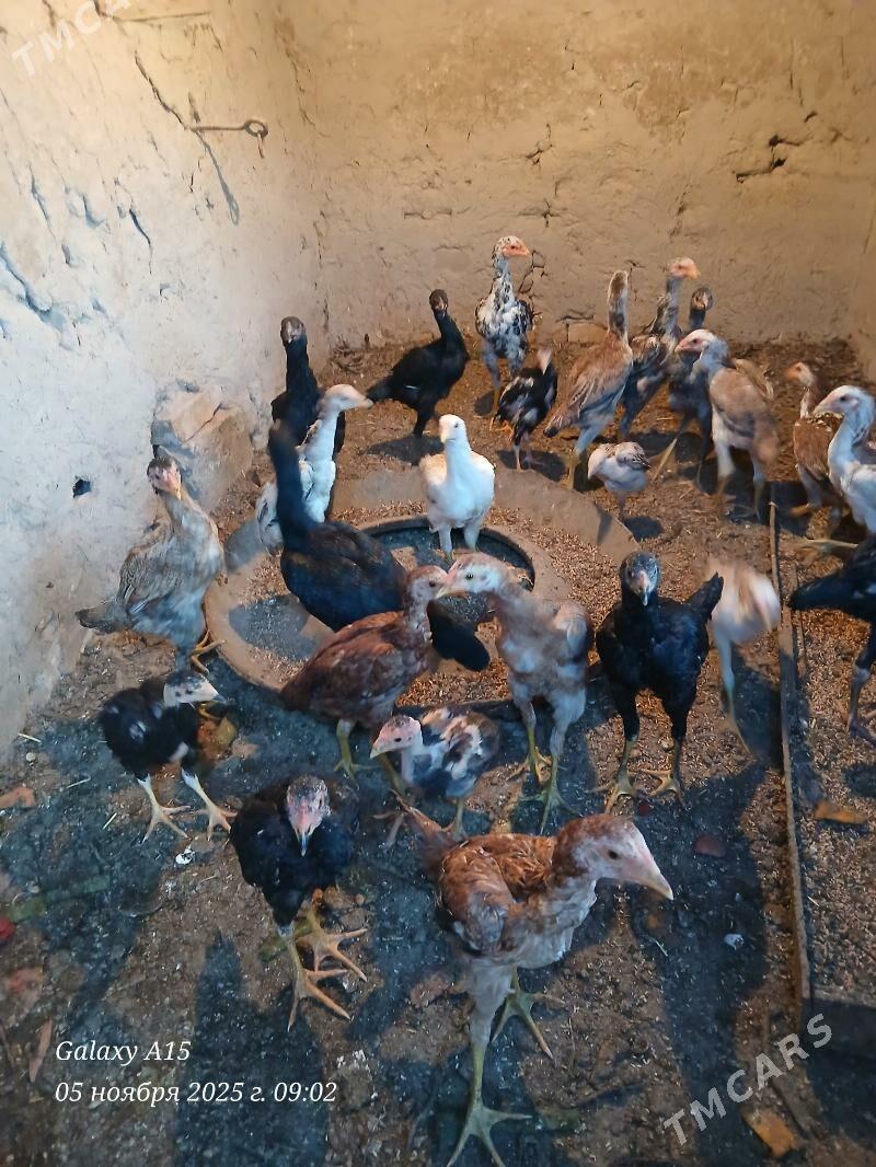 жужа дакан - Шабатский этрап - img 1