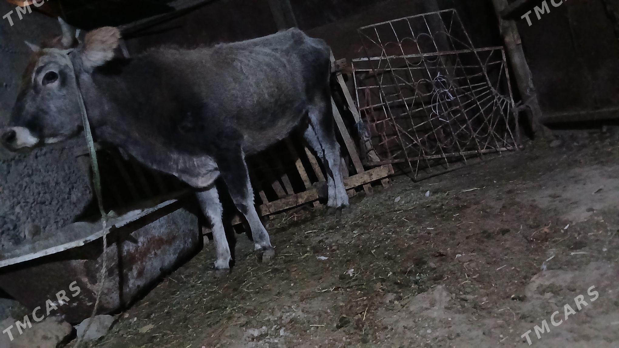 Sygyr gysyr - Gyzylarbat - img 2