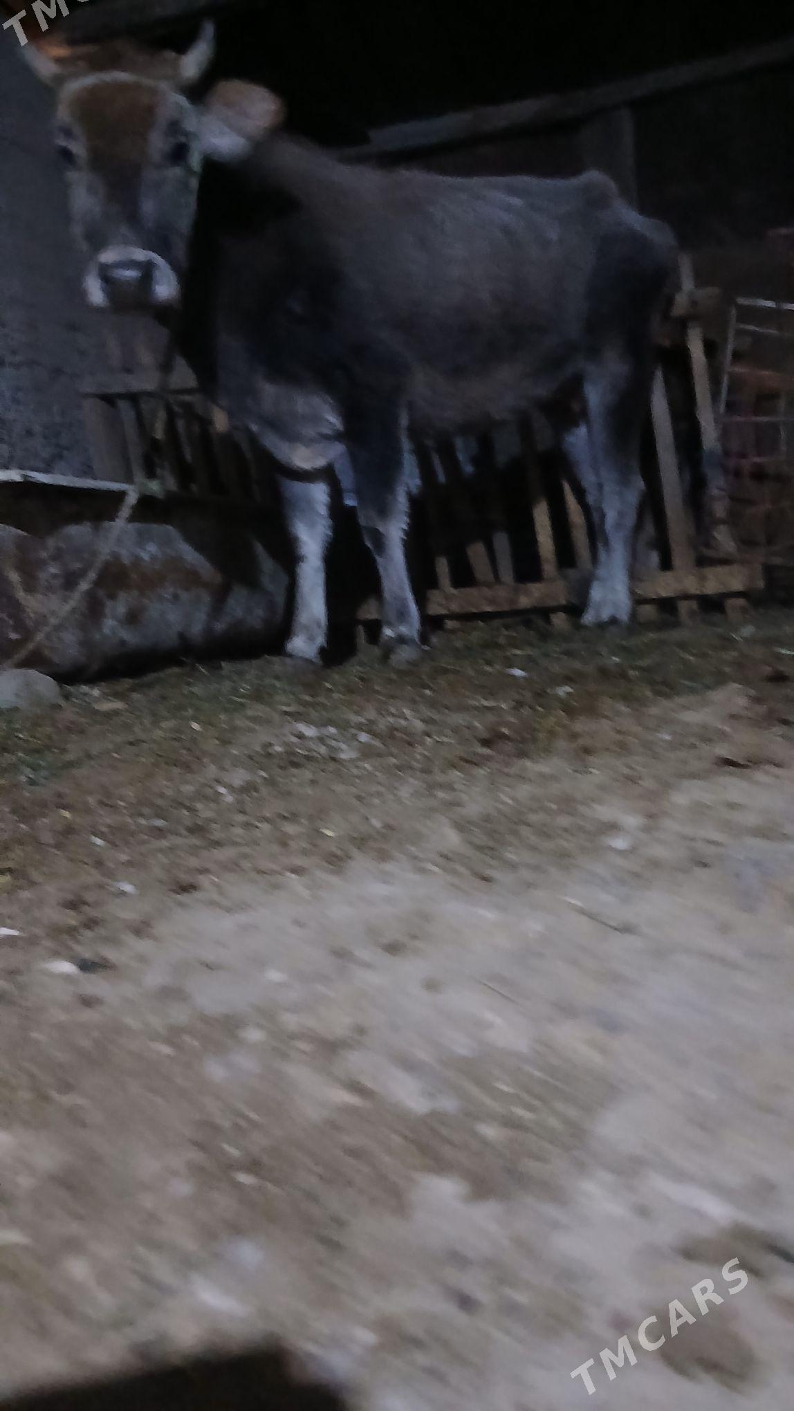 Sygyr gysyr - Gyzylarbat - img 1