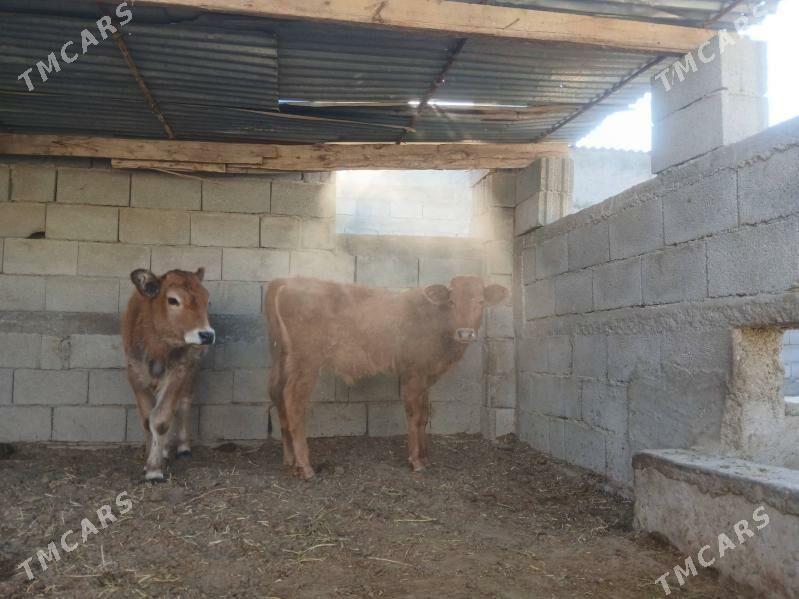 ökùz tùwe - Ашхабад - img 1