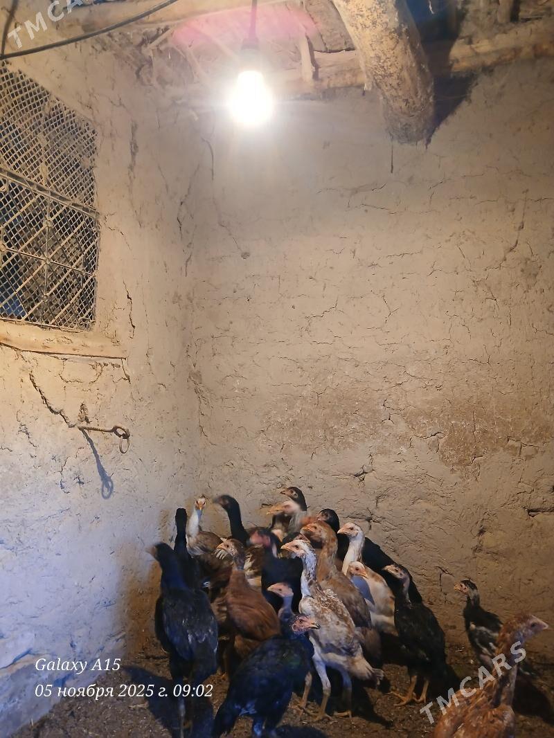 жужа дакан - Шабатский этрап - img 2