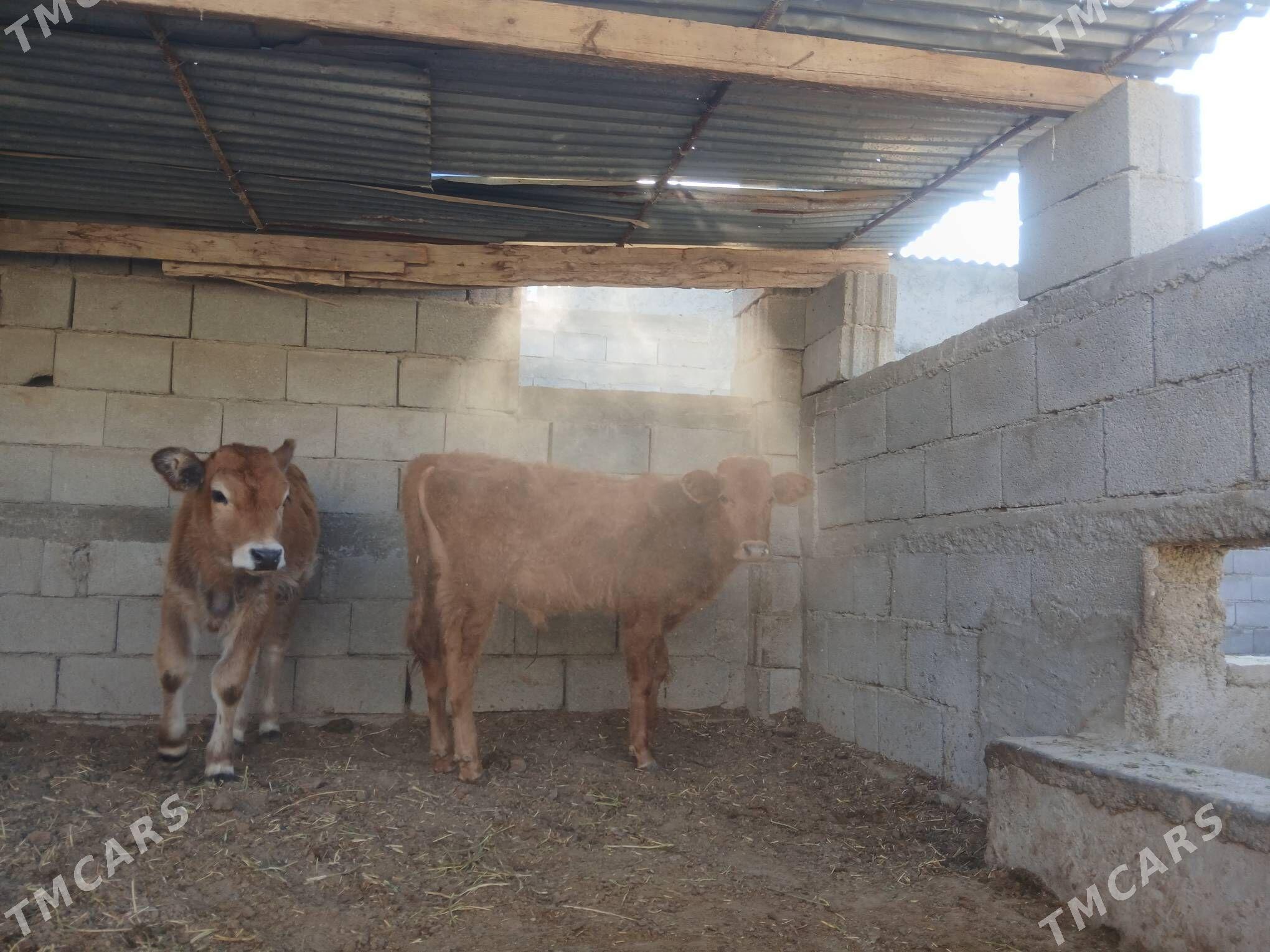 ökùz tùwe - Ашхабад - img 2