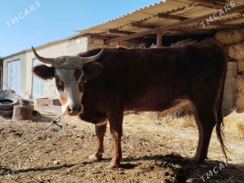 Sygyr - Änew - img 3