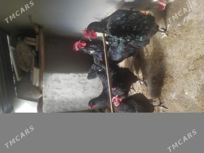 бойцовые куры,петухи , towuk - Aşgabat - img 2