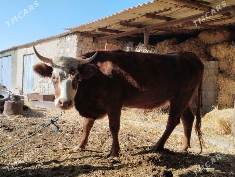 Sygyr - Änew - img 2