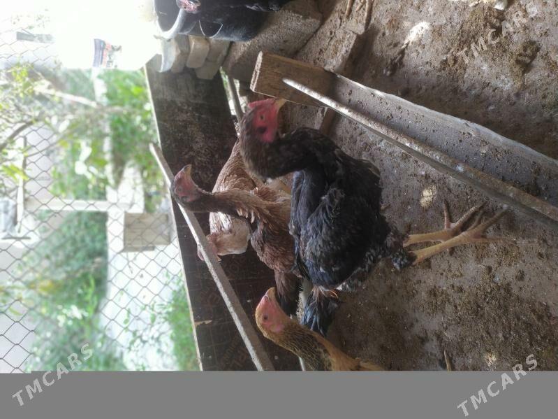бойцовые куры,петухи , towuk - Aşgabat - img 1