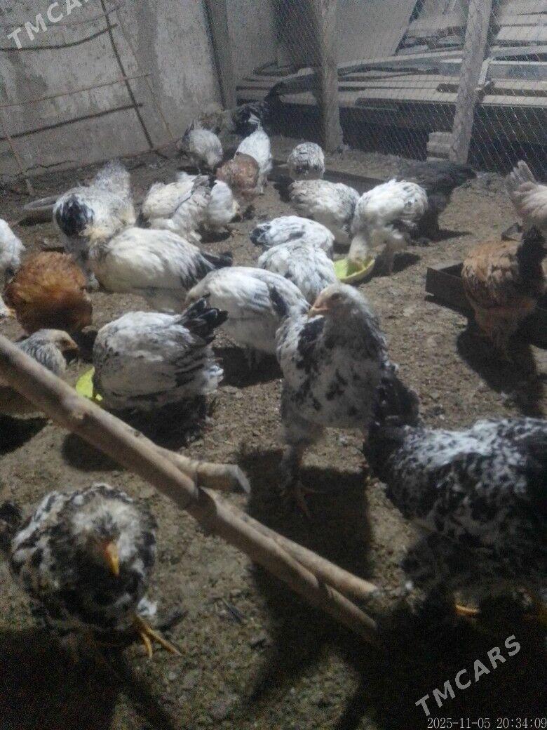 Balgar - Kaka - img 1