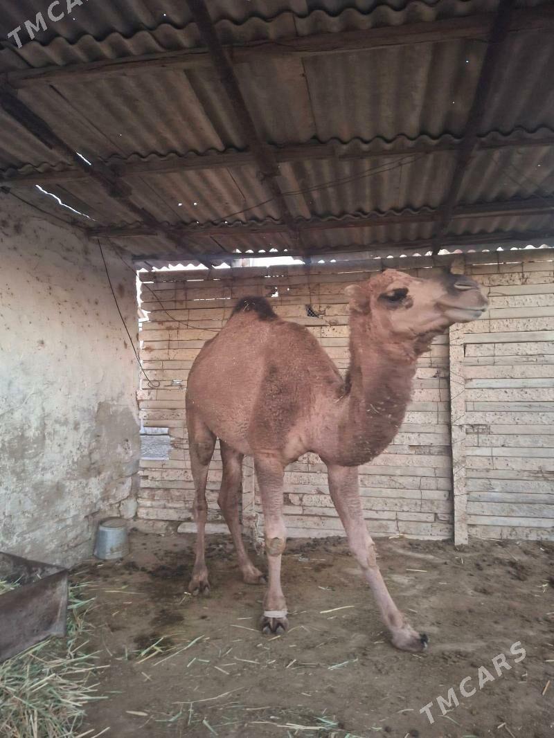 Owsuk - Ak bugdaý etraby - img 3