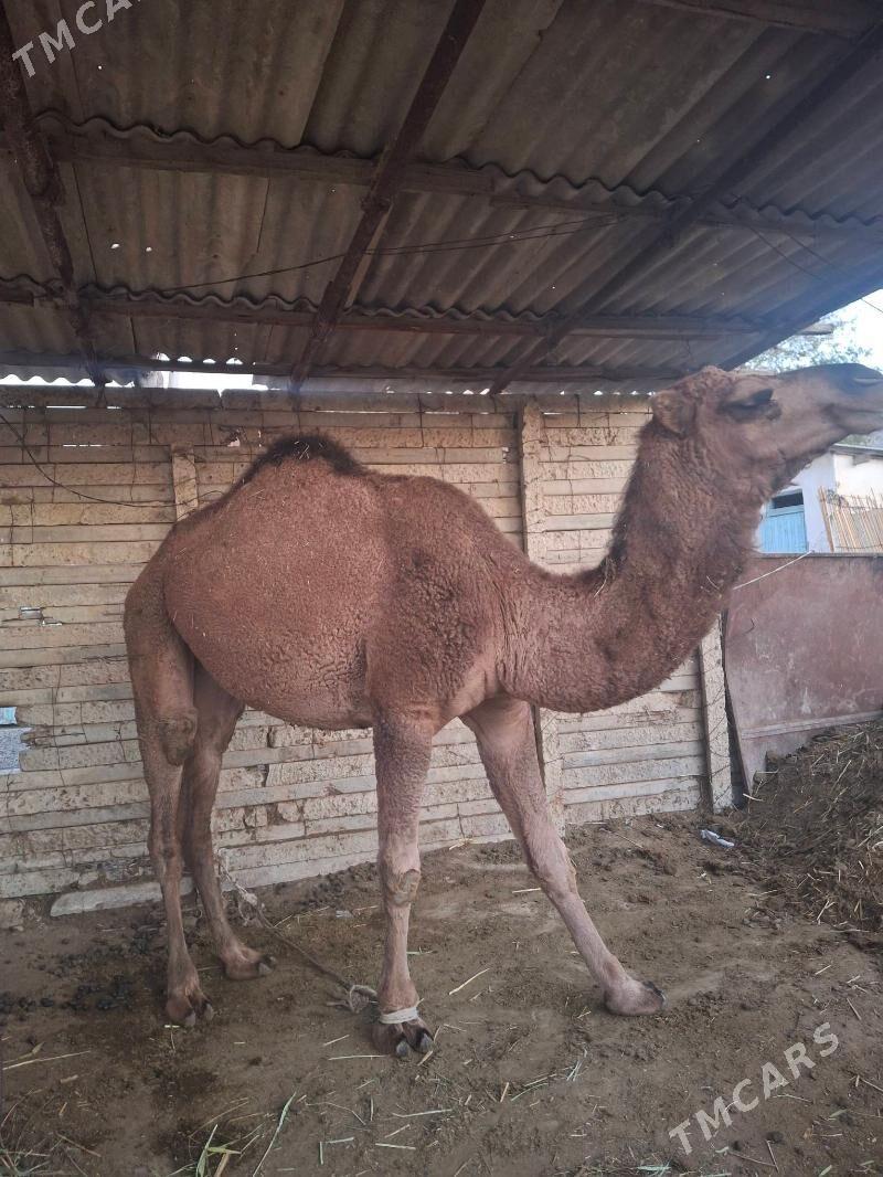 Owsuk - Ak bugdaý etraby - img 2