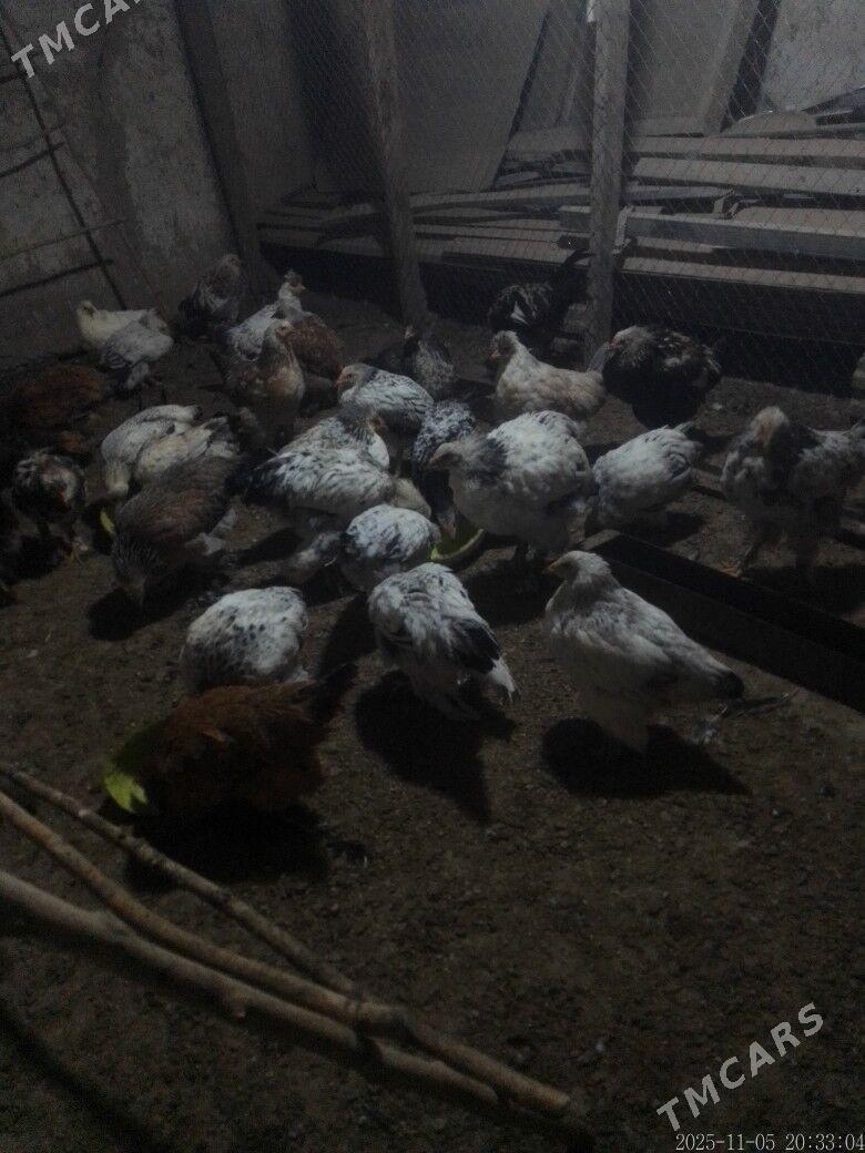 Balgar - Kaka - img 4