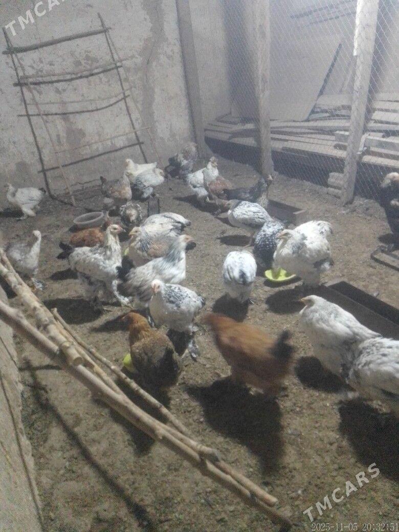 Balgar - Kaka - img 3