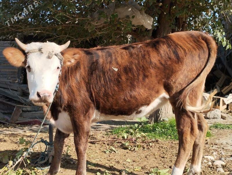 Tüwe - Änew - img 2