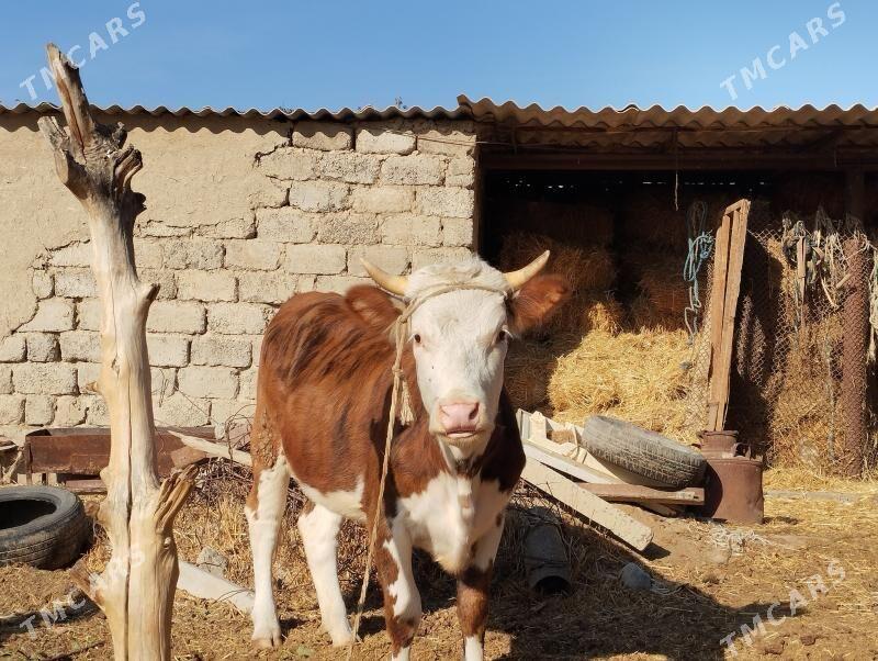 Tüwe - Änew - img 5