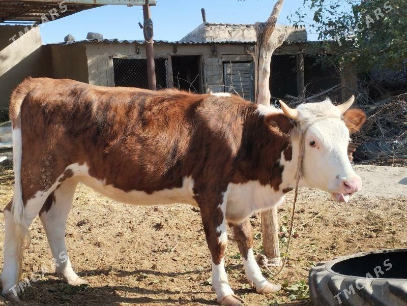 Tüwe - Änew - img 3