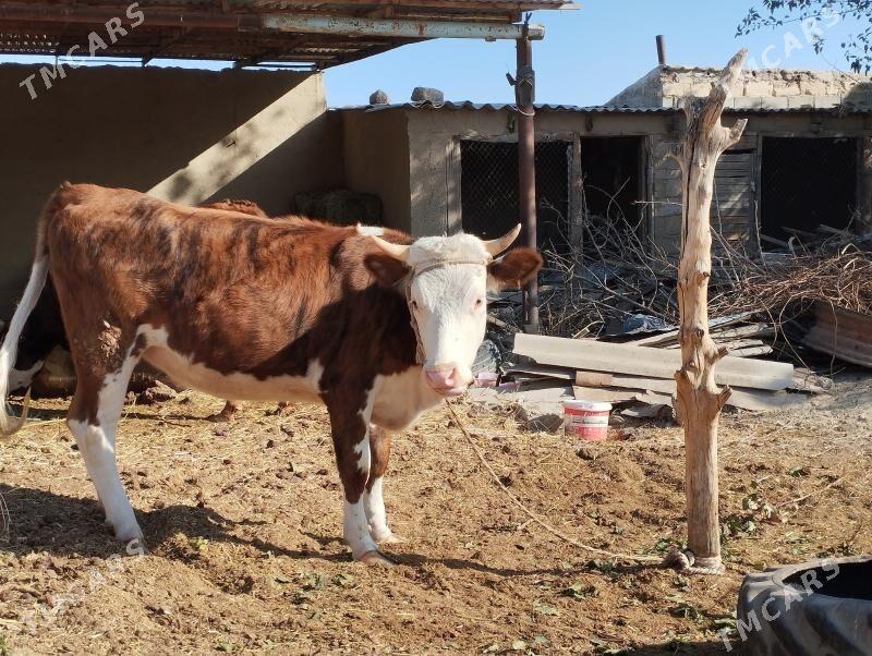 Tüwe - Änew - img 6