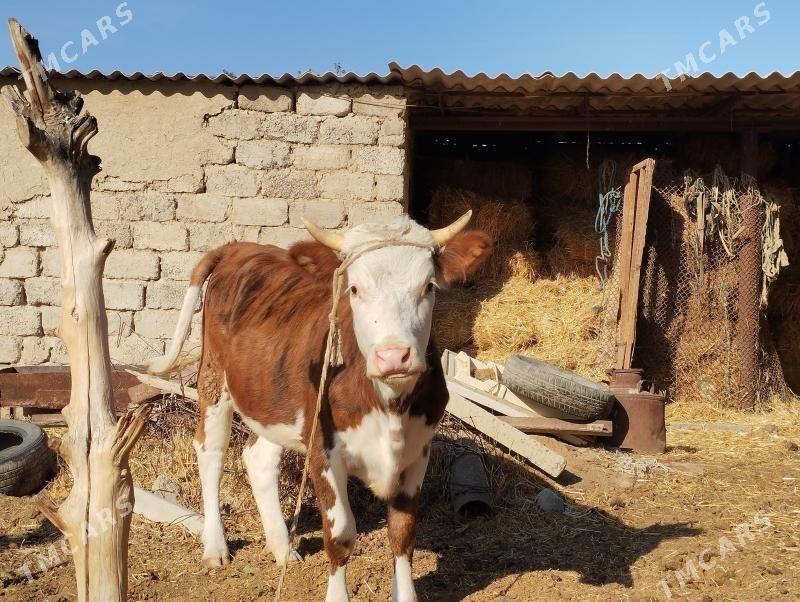 Tüwe - Änew - img 4