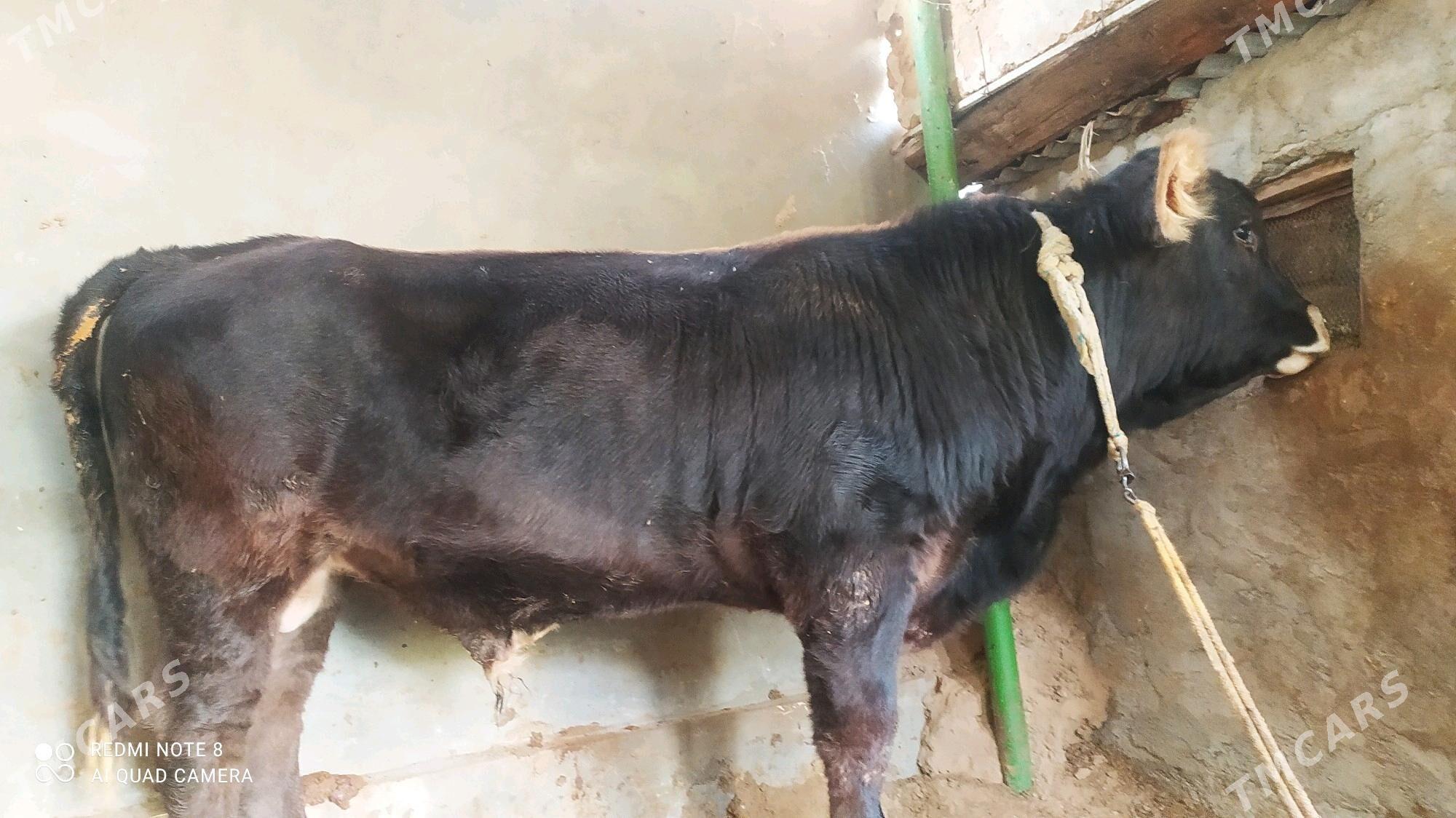 okuz - Çoganly - img 2