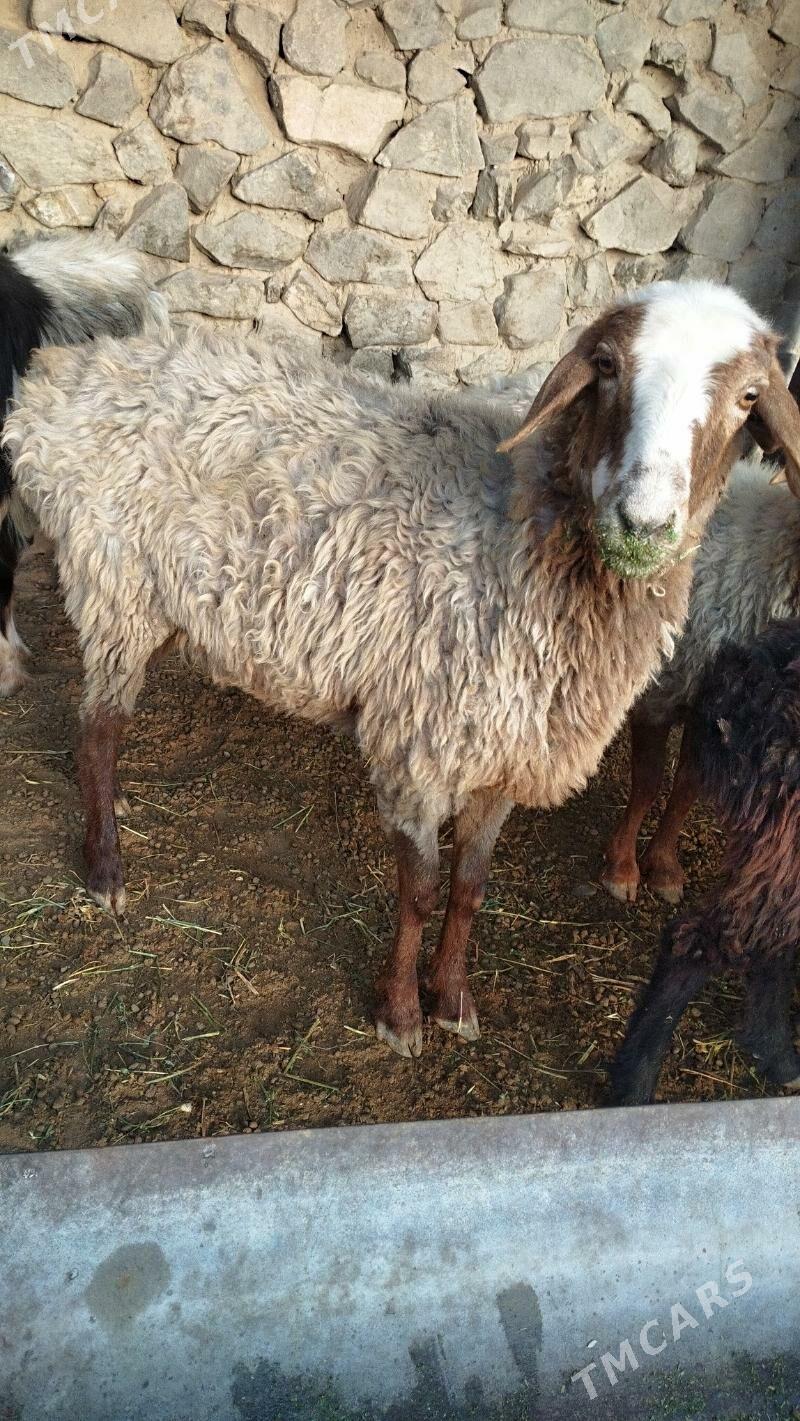 Goyun tokli - Бахарден - img 6