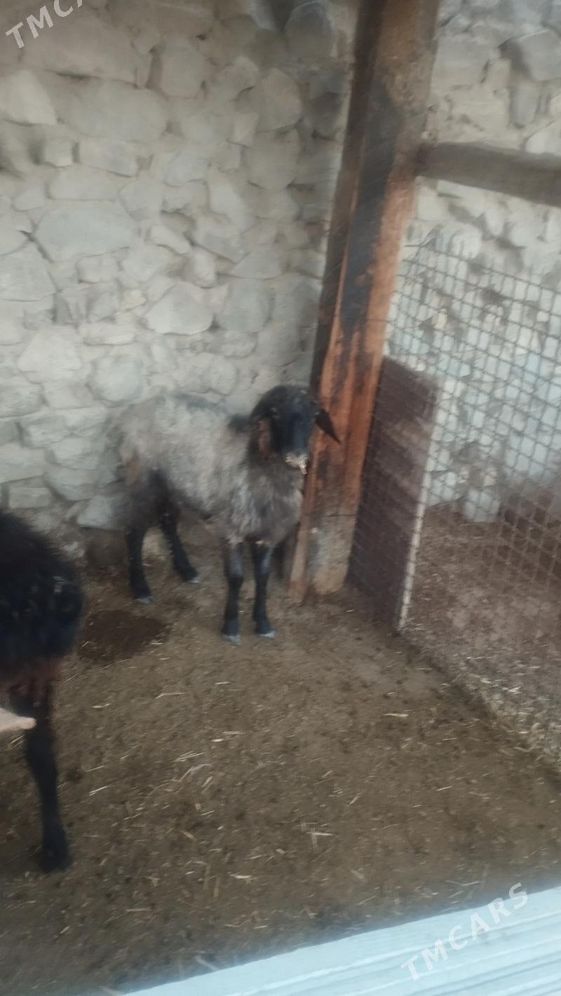 Goyun tokli - Бахарден - img 2