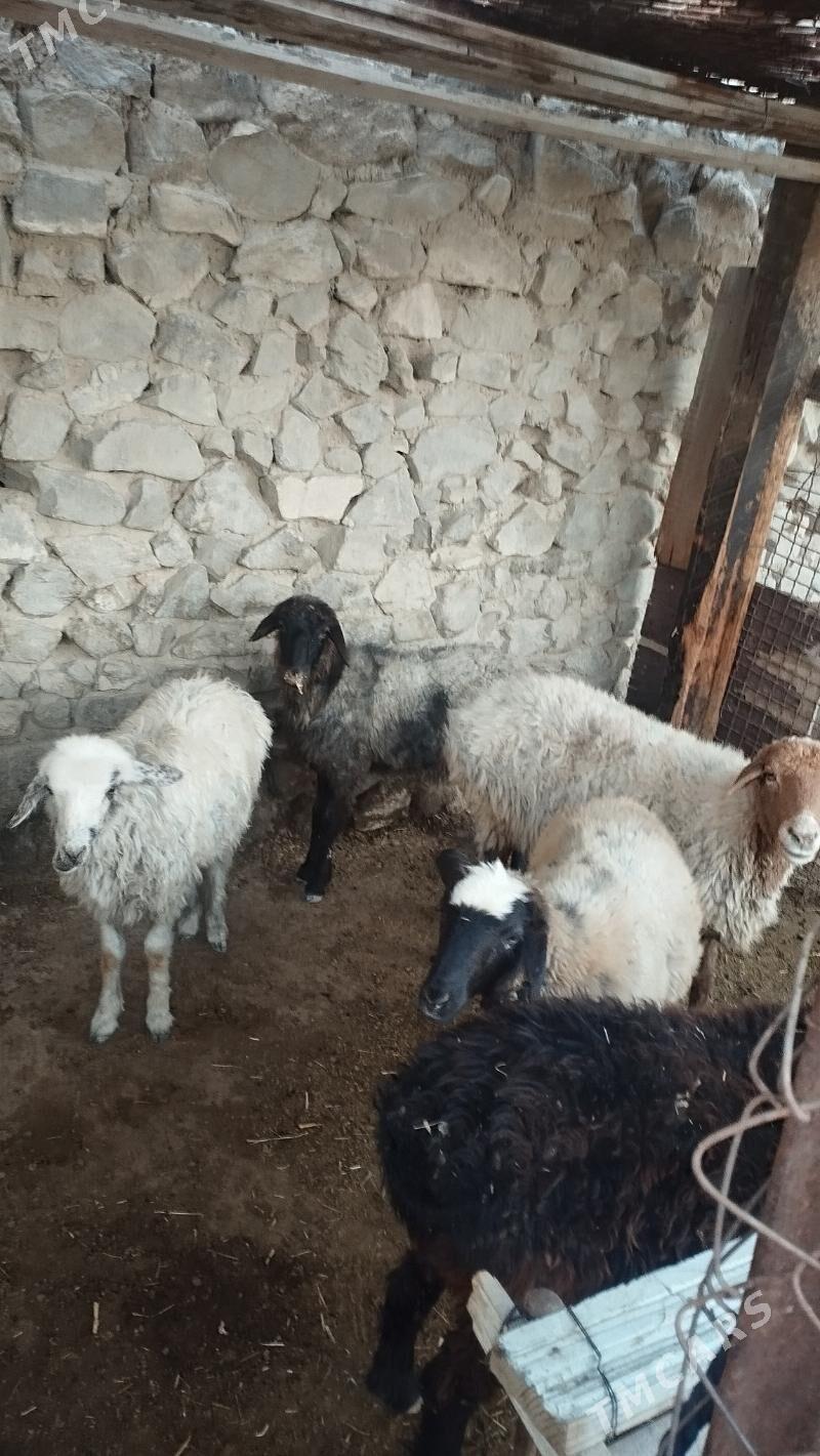 Goyun tokli - Bäherden - img 1