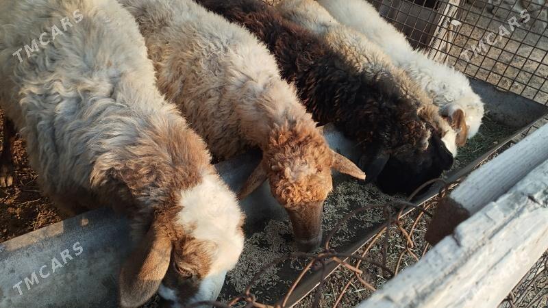 Goyun tokli - Бахарден - img 5